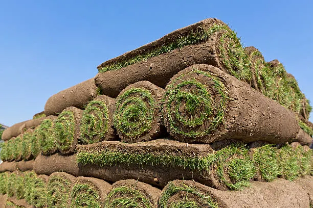 Kentucky Bluegrass sod rolls Denver